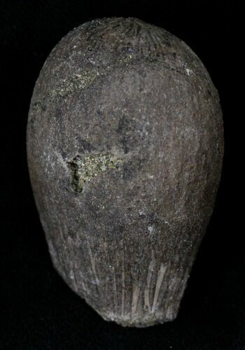 Cretaceous Palm Fruit Fossil - Hell Creek Formation #22753